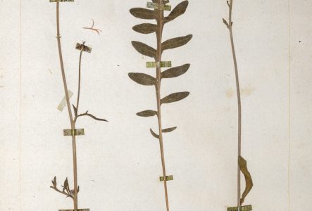 Une planche de l'herbier de Jean-Jacques Rousseau. Nom actuel: Centaurea scabiosa L.; nom vernaculaire de Rousseau: Jacée Scabieuse ou grand Bleuet.