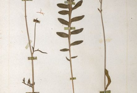 Une planche de l'herbier Jean-Jacques Rousseau. Nom actuel: Centaurea scabiosa L.; nom vernaculaire de Rousseau: Jacée Scabieuse ou grand Bleuet