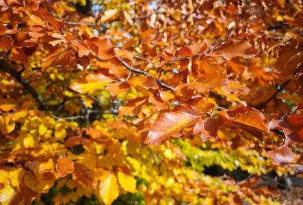 Gros plan sur les feuilles d'un arbre du Jardin Botanique de Genève aux couleurs orangées.