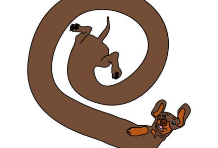 Une illustration d'un chien teckel très long et enroulé en spirale