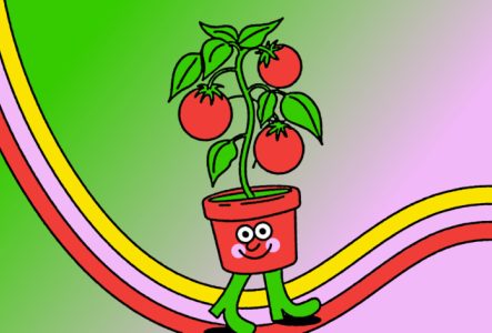 Tomates en pot  et en chaussures vertes