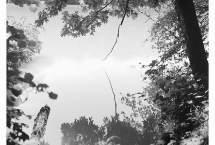 Photographie en noir et blanc du Rhône vu depuis la rive, avec de la végétation au premier plan
