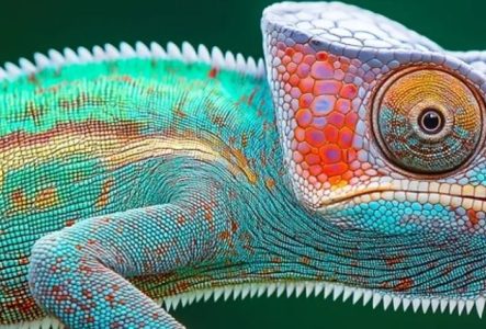 Illustration de l'événement, représentant un caméléon aux couleurs vertes, bleues et oranges