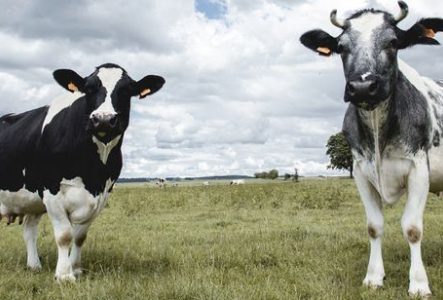 Photographie prise dans un pâturage en plein air sous un ciel largement couvert de nuages gris et blancs.
Au premier plan, deux vaches se tiennent dans l’herbe et regardent vers l’objectif. La vache située à gauche présente une robe noire et blanche avec une large bande blanche sur le visage. La vache située à droite présente une robe blanche marbrée de taches grises et noires et porte deux cornes courtes recourbées vers le haut.
Le pré s’étend à perte de vue derrière les animaux. Plusieurs…