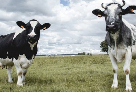 Photographie prise dans un pâturage en plein air sous un ciel largement couvert de nuages gris et blancs.
Au premier plan, deux vaches se tiennent dans l’herbe et regardent vers l’objectif. La vache située à gauche présente une robe noire et blanche avec une large bande blanche sur le visage. La vache située à droite présente une robe blanche marbrée de taches grises et noires et porte deux cornes courtes recourbées vers le haut.
Le pré s’étend à perte de vue derrière les animaux. Plusieurs…