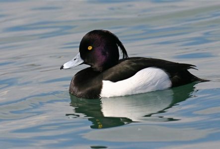 Une photo en couleur avec un oiseau du lac, un fuligule morillon, noir et blanc avec une petite huppe sur la tête et des yeux jaunes.