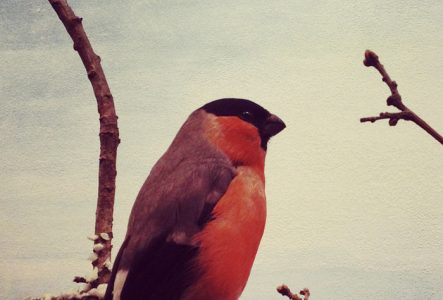 © Magali Dougados C'est la photo d'un petit oiseaux aux couleurs rouges. Il est posé sur une branche.
