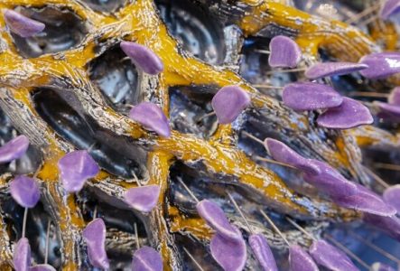 Oeuvre d'António Vasconcelos Lapa : une sorte de plante en céramique avec des éléments violets qui bougent lorsqu'on les touche