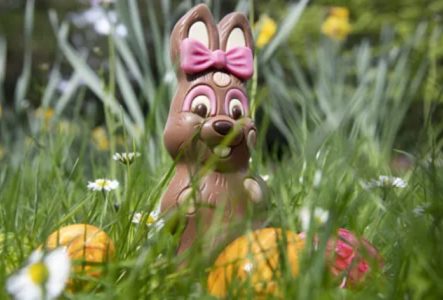 Julien Gregorio / Ville de Genève lapin au chocolat avec un noeud rose et des oeufs dans l'herbe