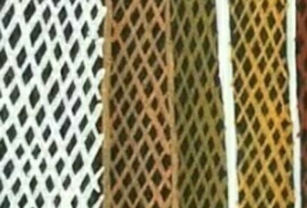 Détail d'une écorce peinte