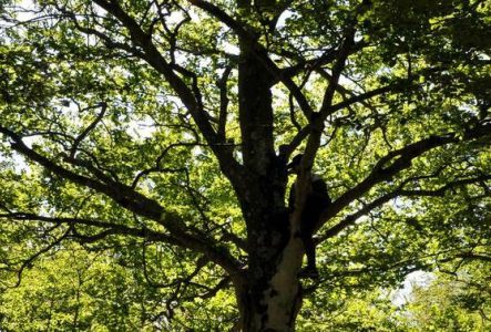 Mathias-Joan-Mompart Sur cette image, il y a une personne perchée sur les branches d'un arbre.