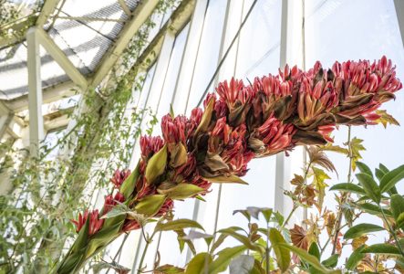 Fleur de Doryanthes palmeri à la serre tempérée