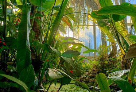 Le jardin d'hiver et ses plantes tropicales