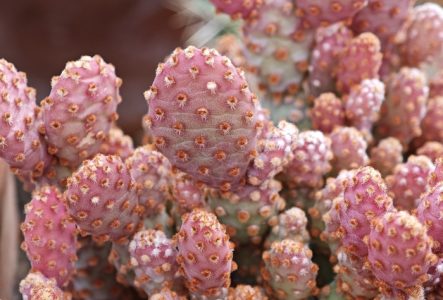 Cactus de la collection du Jardin botanique