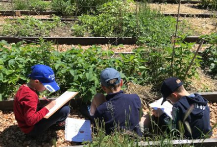 potager enfants dessin