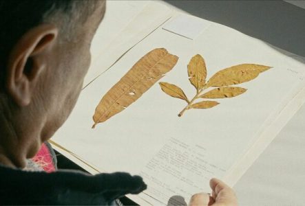 Plan sur des feuilles séchées