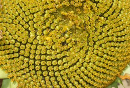 CJBG Photo macro d'une fleur de tournesol