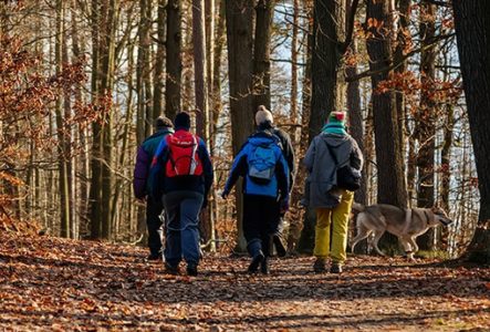 personnes qui se promènent dans la forêt