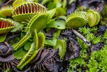 CJBG Gros plan sur des plantes carnivores