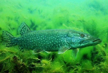 Brochet