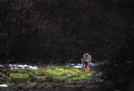 Un loup de face