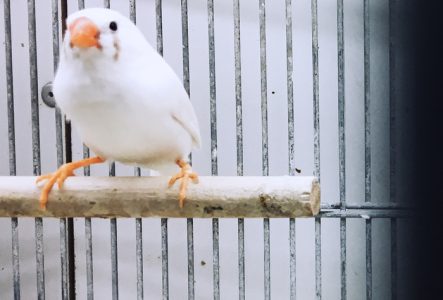 Ce sont des petits oiseaux au bec orange dans une cage sur de petites barres. On voit 3 oiseaux, mais on dévine qu'il pourrait y en avoir plus.