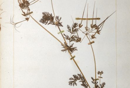 Planche d'herbier de Jean-Jacques Rousseau.Mom actuel: Erodium cicutarium (L.) L'Hér; nom vernaculaire de Rousseau: Bec-de-Gru Cigutin