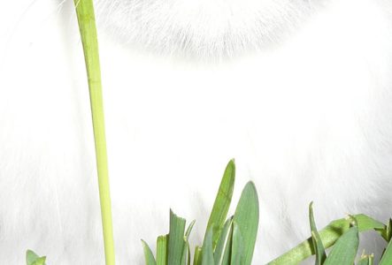 C'est l'image d'un chat, il est très proche de la caméra et on voit son visage avec une expression très drôle.