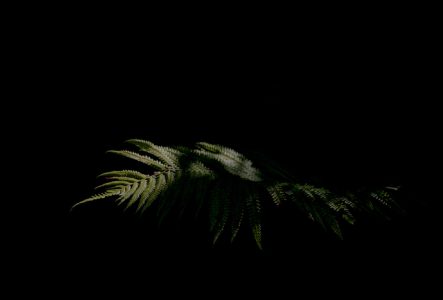 Photo d'une plante : Matteuccia struthiopteris sur fond noir