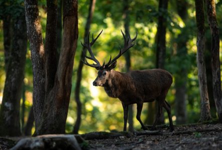 photo d'un cerf