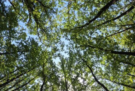 Arbres