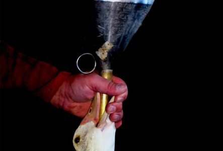 Oie qui se fait gaver