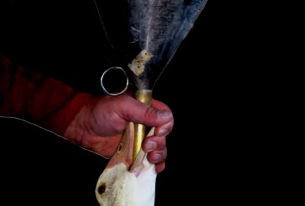 Le gavage d'une oie