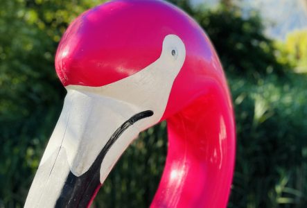 C'est la photo d'une partie de bouée flammard rose.