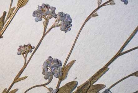 Planche de Myosotis sp. de l'Herbier du Jardin Botanique de Genève photographiée par Francesco Pennacchio dans le cadre de son ouvrage "Unlike Flowers"
