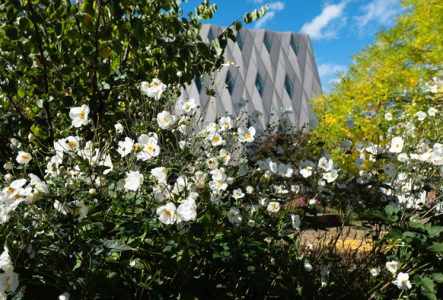 Fleurs blanche du jardin du MEG au premier plan. On voit le bâtiment du MEG au deuxième plan. Vue printanière du Jardin.