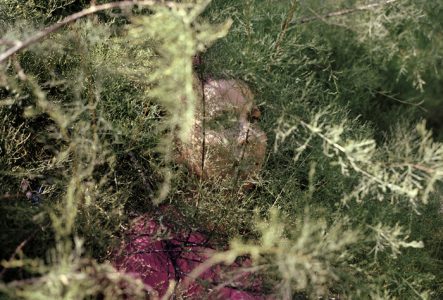 Portrait d'une jeune femme en t-shirt rose dont le visage est presque dissimulé par les branches d'un arbre.