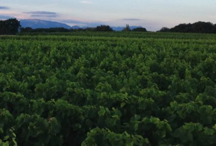 vignes vignes