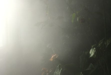 CJBG Fog système, Jardin d’hiver