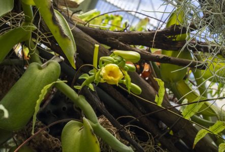 Fleur jaune de la vanille dans une serrre